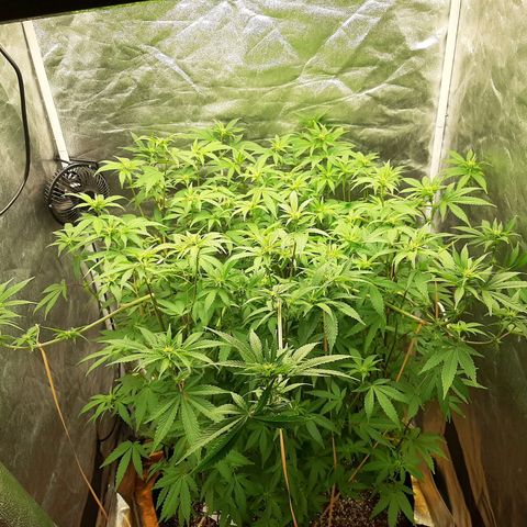 Utopia Haze growlog timeline photo