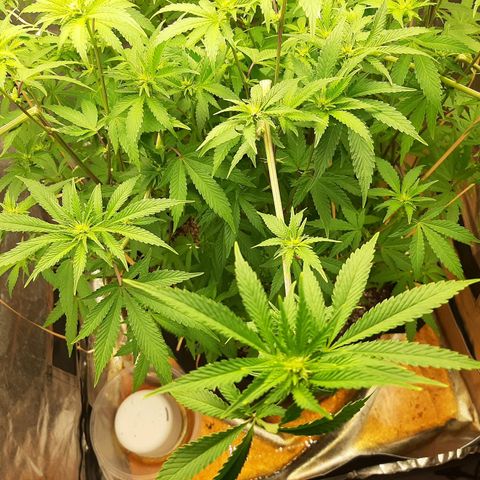 Utopia Haze growlog timeline photo