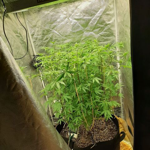 Utopia Haze growlog timeline photo