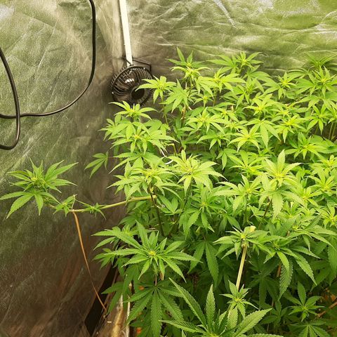 Utopia Haze growlog timeline photo