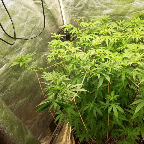 Utopia Haze growlog timeline photo