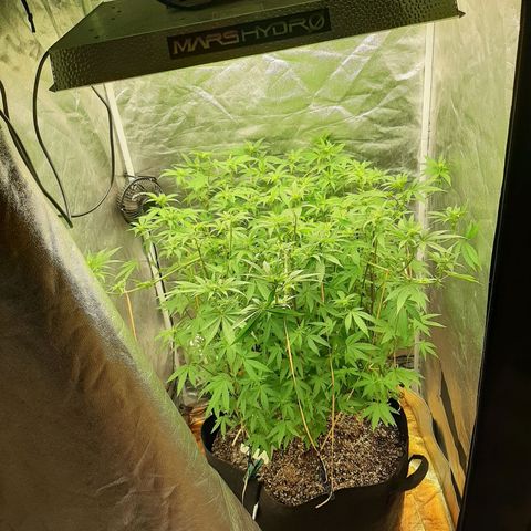 Utopia Haze growlog timeline photo
