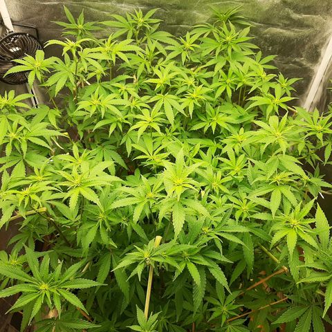 Utopia Haze growlog timeline photo