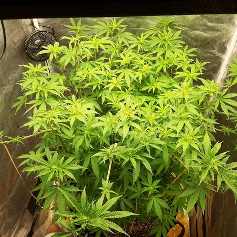 Utopia Haze growlog timeline photo
