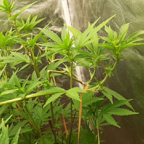 Utopia Haze growlog timeline photo