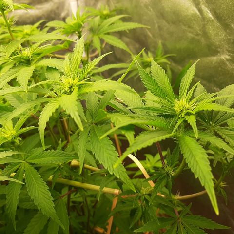 Utopia Haze growlog timeline photo