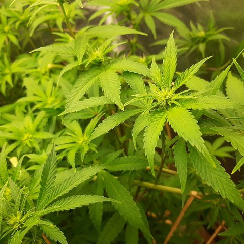 Utopia Haze growlog timeline photo