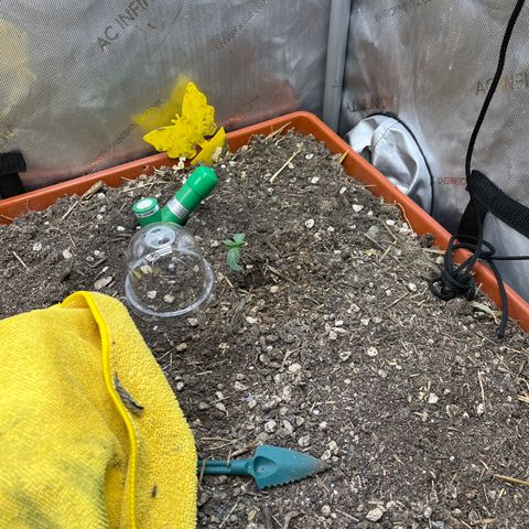 Pink Panama x chemdogging righty  growlog timeline photo
