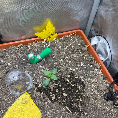 Pink Panama x chemdogging righty  growlog timeline photo