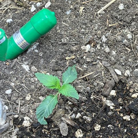 Pink Panama x chemdogging righty  growlog timeline photo