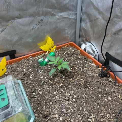 Pink Panama x chemdogging righty  growlog timeline photo