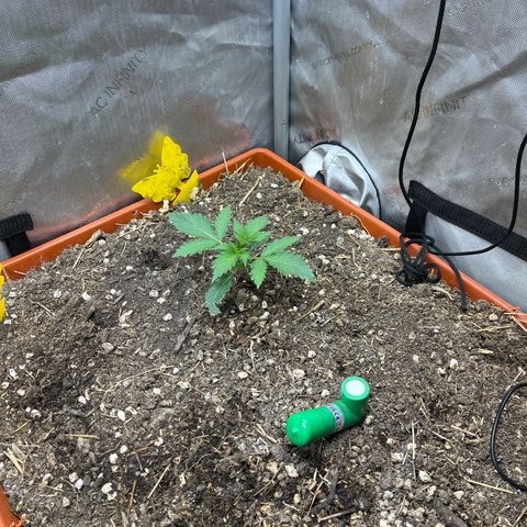 Pink Panama x chemdogging righty  growlog timeline photo