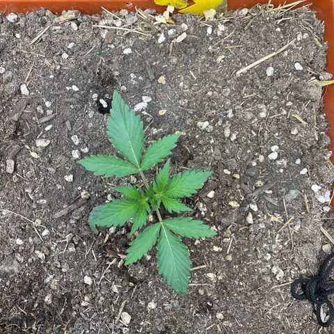 Pink Panama x chemdogging righty  growlog timeline photo