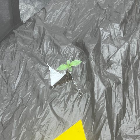 Mephisto’s Grape Crush Left growlog timeline photo