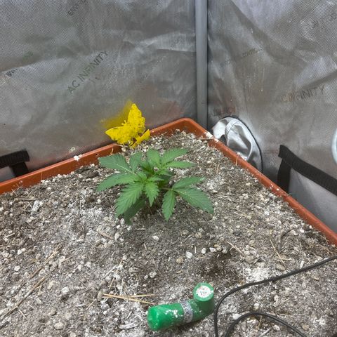 Pink Panama x chemdogging righty  growlog timeline photo