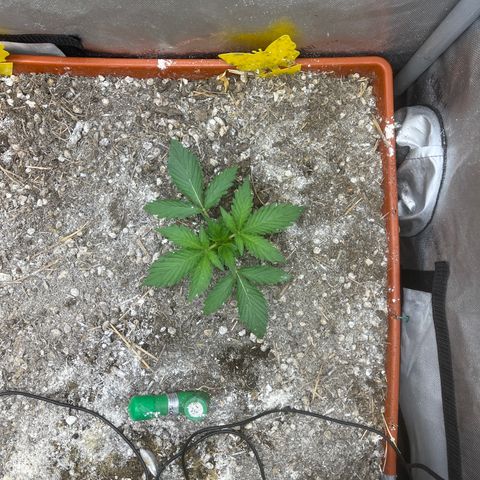Pink Panama x chemdogging righty  growlog timeline photo