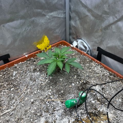 Pink Panama x chemdogging righty  growlog timeline photo