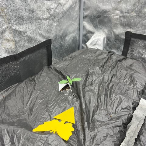 Mephisto’s Grape Crush Left growlog timeline photo