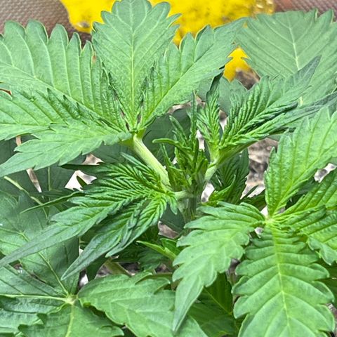 Pink Panama x chemdogging righty  growlog timeline photo