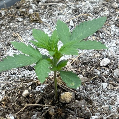 Pink panama x chemdogging  Lefty growlog timeline photo