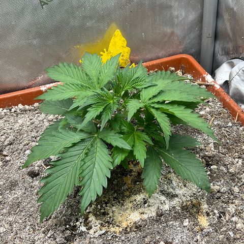 Pink Panama x chemdogging righty  growlog timeline photo