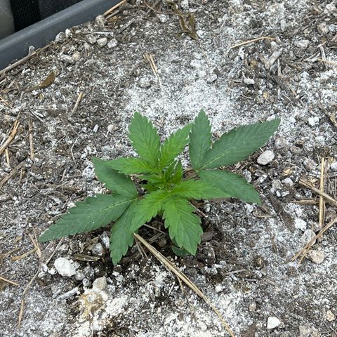 Pink panama x chemdogging  Lefty growlog timeline photo