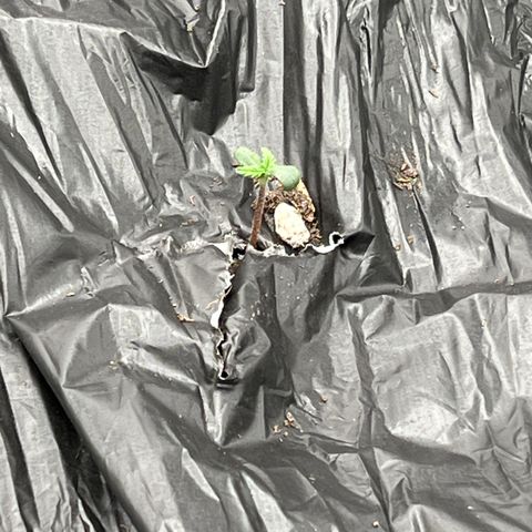 (Sour Stomper xFantasmo Express)Ripleys OG growlog timeline photo