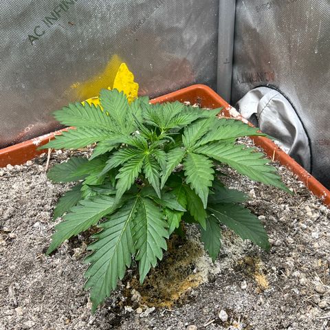 Pink Panama x chemdogging righty  growlog timeline photo