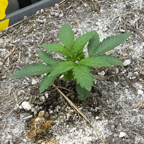 Pink panama x chemdogging  Lefty growlog timeline photo
