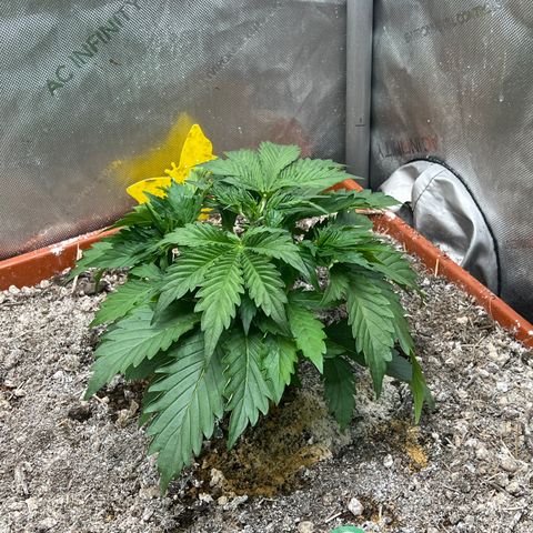 Pink Panama x chemdogging righty  growlog timeline photo