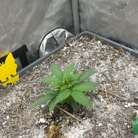 Pink panama x chemdogging  Lefty growlog timeline photo