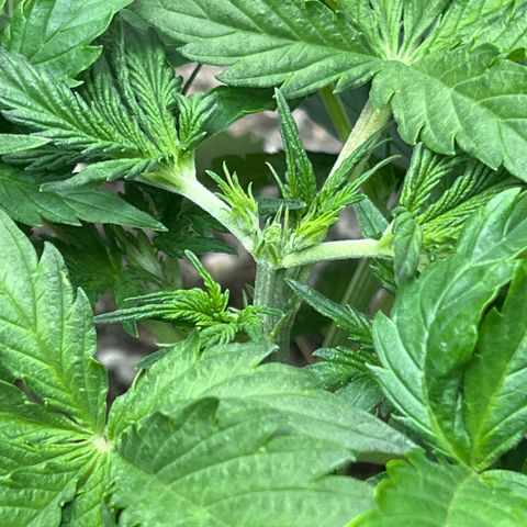 Pink Panama x chemdogging righty  growlog timeline photo