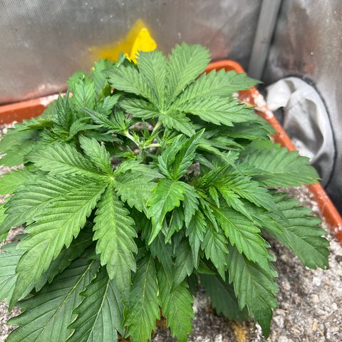 Pink Panama x chemdogging righty  growlog timeline photo