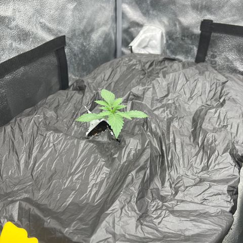 Mephisto’s Grape Crush Left growlog timeline photo