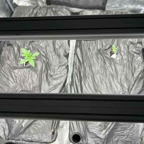 (Sour Stomper xFantasmo Express)Ripleys OG growlog timeline photo