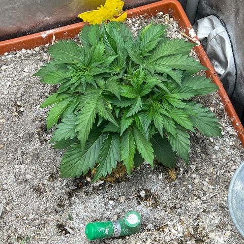 Pink Panama x chemdogging righty  growlog timeline photo