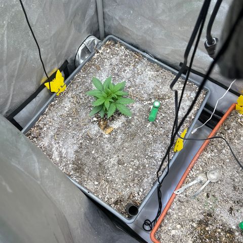 Pink panama x chemdogging  Lefty growlog timeline photo