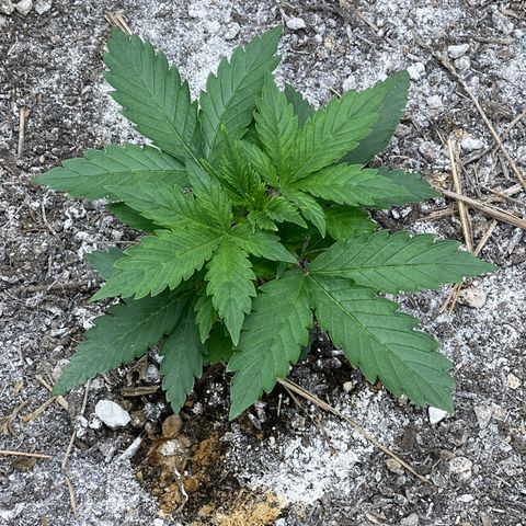 Pink panama x chemdogging  Lefty growlog timeline photo
