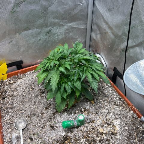 Pink Panama x chemdogging righty  growlog timeline photo