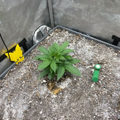 Pink panama x chemdogging  Lefty growlog timeline photo