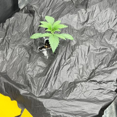 Mephisto’s Grape Crush Left growlog timeline photo