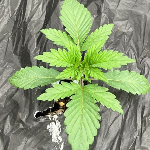 Mephisto’s Grape Crush Left growlog timeline photo