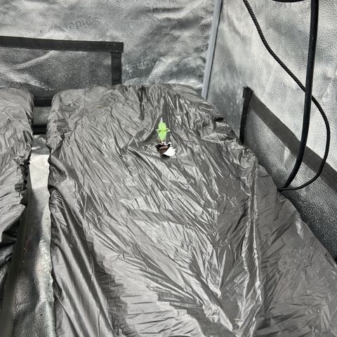 (Sour Stomper xFantasmo Express)Ripleys OG growlog timeline photo