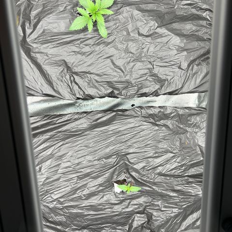 (Sour Stomper xFantasmo Express)Ripleys OG growlog timeline photo