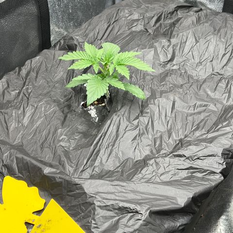 Mephisto’s Grape Crush Left growlog timeline photo