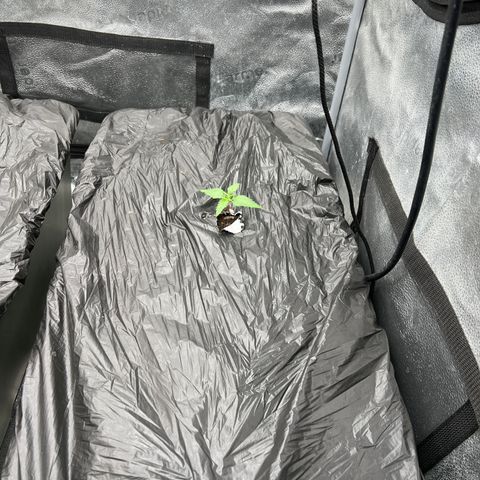 (Sour Stomper xFantasmo Express)Ripleys OG growlog timeline photo