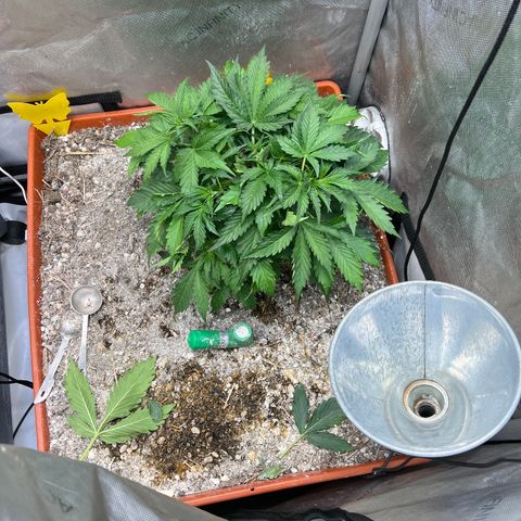 Pink Panama x chemdogging righty  growlog timeline photo
