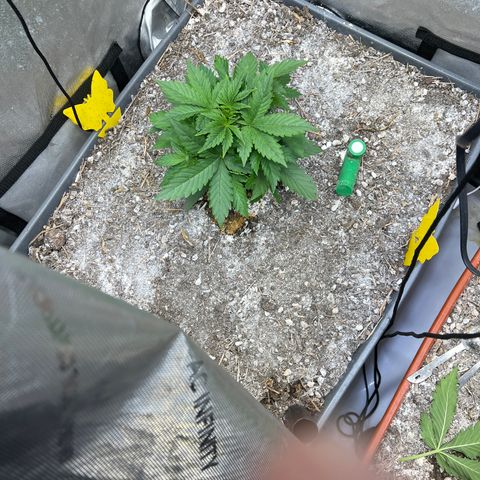 Pink panama x chemdogging  Lefty growlog timeline photo