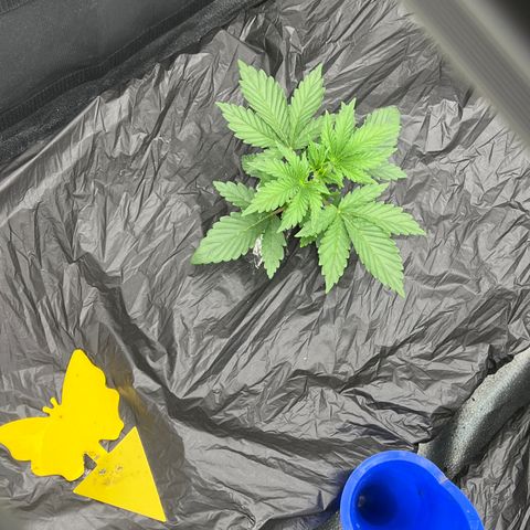 Mephisto’s Grape Crush Left growlog timeline photo