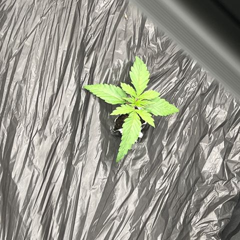 (Sour Stomper xFantasmo Express)Ripleys OG growlog timeline photo